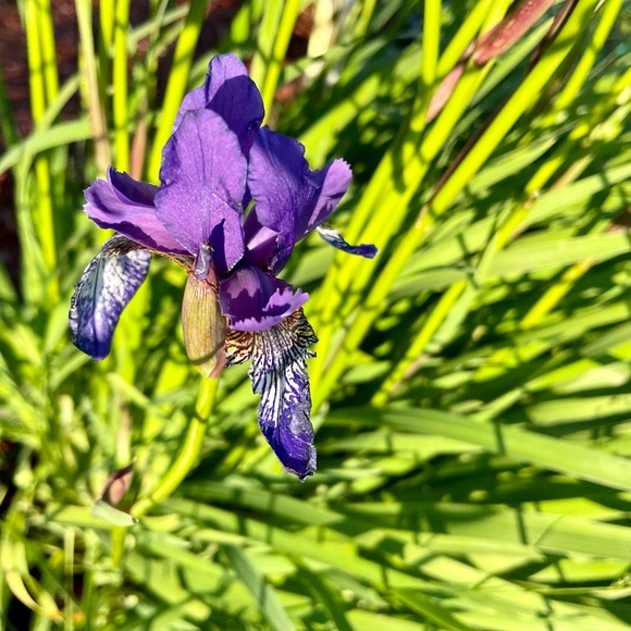 Meet your Posher, Louise - Picture 3 of 4